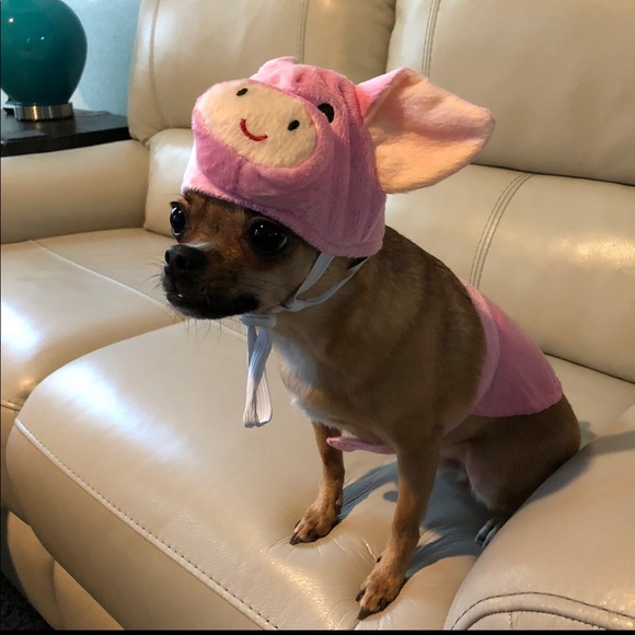 Pet Pig Halloween Costume - Picture 1 of 6